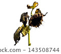 Dead withered sunflower isolated on a white background 143508744