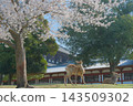 奈良公園櫻花盛開，雄偉的鹿群在此棲息。 143509302