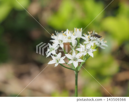 Chive flower close up Chive flower close up 143509366