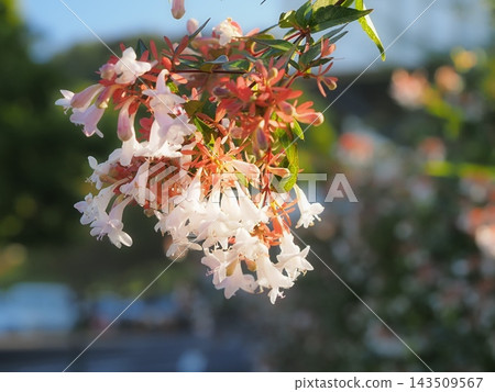 陽光下,白花六道花和紅色的花萼閃閃發光,近距離拍攝。 陽光下,白花六道花和紅色的花萼閃閃發光,近距離拍攝。 143509567
