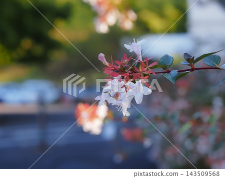 陽光下,白花六道花和紅色的花萼閃閃發光,近距離拍攝。 陽光下,白花六道花和紅色的花萼閃閃發光,近距離拍攝。 143509568