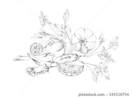 Garlic, chili pepper, lemon slice, parsley cilantro leaves. Seasonal vegetables, aromatic herbs and spices, natural kitchen still life with roots, fruits. Isolated hand drawn pencil illustration. Garlic, chili pepper, lemon slice, parsley cilantro leaves. Seasonal vegetables, aromatic herbs and spices, natural kitchen still life with roots, fruits. Isolated hand drawn pencil illustration. 143510754