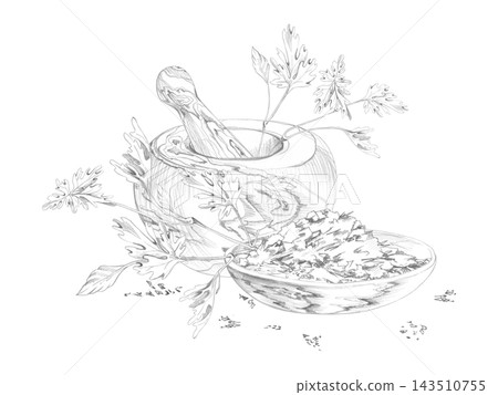 Mortar and pestle, parsley or cilantro leaves. dried crushed assorted herbs in shallow wooden bowl. Isolated hand drawn pencil illustration. Food blogs, recipe collections, digital cooking content Mortar and pestle, parsley or cilantro leaves. dried crushed assorted herbs in shallow wooden bowl. Isolated hand drawn pencil illustration. Food blogs, recipe collections, digital cooking content 143510755