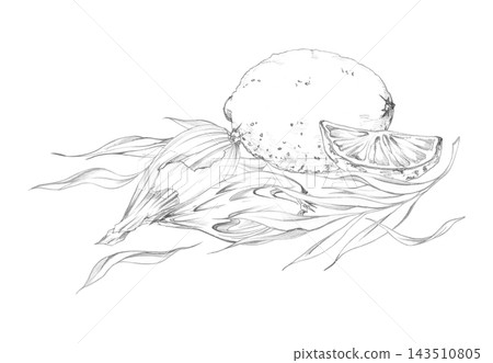 Lemon, shallot, tarragon vegetables, herbs, spices and cooking elements, farmhouse kitchen organic produce, fragrant seasonings. Isolated hand drawn pencil illustration. Farmers market, local food. 143510805