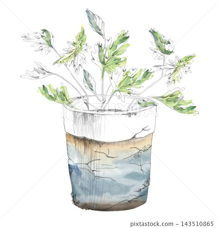 Culinary herbs in terracotta flower pot, parsley or cilantro plants, fresh seasoning in rustic container. Isolated hand drawn pencil and watercolor illustration. Urban gardening, sustainable living Culinary herbs in terracotta flower pot, parsley or cilantro plants, fresh seasoning in rustic container. Isolated hand drawn pencil and watercolor illustration. Urban gardening, sustainable living 143510865