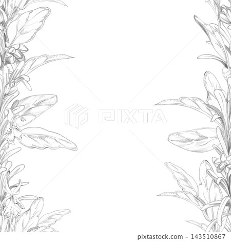 Marjoram, oregano, sage and rosemary sprouts. Mediterranean culinary plants aromatic herbs. Isolated hand drawn pencil seamless banner. Food blogs, health publications, lifestyle media digital content Marjoram, oregano, sage and rosemary sprouts. Mediterranean culinary plants aromatic herbs. Isolated hand drawn pencil seamless banner. Food blogs, health publications, lifestyle media digital content 143510867