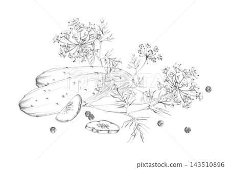 Cucumber slices, dill, peppercorns pickles preserves mix. Herbs, vegetables and spices for cooking, rustic leafy greens, dried seasonings and fresh produce. Isolated hand drawn pencil illustration. Cucumber slices, dill, peppercorns pickles preserves mix. Herbs, vegetables and spices for cooking, rustic leafy greens, dried seasonings and fresh produce. Isolated hand drawn pencil illustration. 143510896