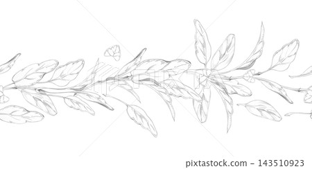 Marjoram, oregano leaves, sage or spinach. Mediterranean herbs fresh edible plants, aromatic seasoning foliage and vegetable garden crops. Isolated hand drawn pencil seamless banner. Healthy cooking Marjoram, oregano leaves, sage or spinach. Mediterranean herbs fresh edible plants, aromatic seasoning foliage and vegetable garden crops. Isolated hand drawn pencil seamless banner. Healthy cooking 143510923