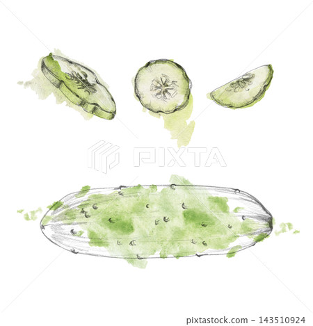 Cucumber full and sliced, fresh garden vegetable green produce. Isolated pencil and watercolor hand drawn illustration. Horticulture guides, nutrition materials, farming resources, healthy lifestyle Cucumber full and sliced, fresh garden vegetable green produce. Isolated pencil and watercolor hand drawn illustration. Horticulture guides, nutrition materials, farming resources, healthy lifestyle 143510924