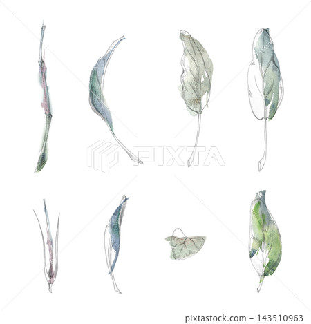 Sage, spinach, kale salad fragrant kitchen herbs, seasoning plants edible garden crops. Isolated pencil and watercolor hand drawn illustration. Culinary schools, ingredient guides, restaurant concepts 143510963