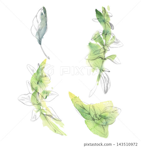 Oregano, marjoram, sage fresh edible herbs, Mediterranean salad leafy greens. Isolated pencil and watercolor hand drawn illustration. Healthy eating guides, gardening manuals, lifestyle design. 143510972