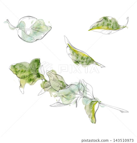 Spinach salad leaves, oregano, marjoram culinary herbs, nutritious aromatic greens, garden-grown ingredients. Isolated pencil and watercolor hand drawn illustration. Cooking classes, farmers markets Spinach salad leaves, oregano, marjoram culinary herbs, nutritious aromatic greens, garden-grown ingredients. Isolated pencil and watercolor hand drawn illustration. Cooking classes, farmers markets 143510973