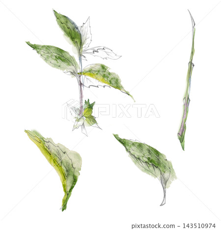 Mint, peppermint, spearmint and melissa aromatic green herbs, fresh medicinal plants, culinary leaves. Isolated pencil and watercolor hand drawn illustration. Herbal tea guides, wellness publications Mint, peppermint, spearmint and melissa aromatic green herbs, fresh medicinal plants, culinary leaves. Isolated pencil and watercolor hand drawn illustration. Herbal tea guides, wellness publications 143510974