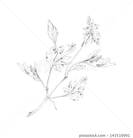 Cardamom, cilantro or coriander leaves, fragrant spice, culinary herbs in classic botanical style. Hand drawn pencil illustration. Ingredient references, food culture magazines, chef training manuals. 143510991