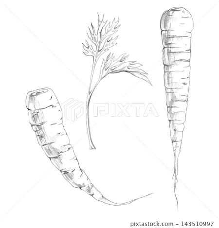 Carrot tuber root, curly leafy top, parsnip vegetable hand drawn graphite illustration. Nutrition education, plant harvest calendars, vegetable production guides, farm publications, healthy lifestyle. 143510997