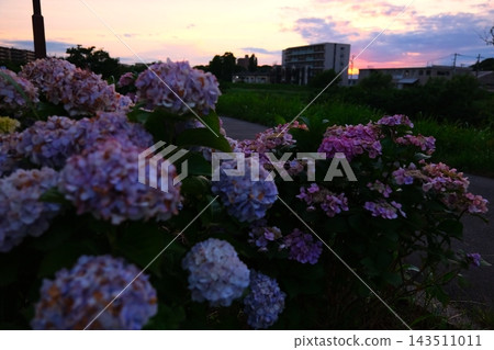 Hydrangea at dusk Hydrangea at dusk 143511011