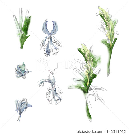Rosemary, savory aromatic garden plants, flowering herbs traditional seasoning with delicate stems, blossoms. Isolated pencil and watercolor hand drawn illustration. Natural living, culinary resources Rosemary, savory aromatic garden plants, flowering herbs traditional seasoning with delicate stems, blossoms. Isolated pencil and watercolor hand drawn illustration. Natural living, culinary resources 143511012