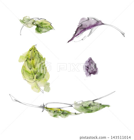 Basil, marjoram, oregano or sage aromatic Mediterranean culinary herbs, fragrant seasoning plants with lush leaves, edible garden foliage. Isolated pencil and watercolor hand drawn illustration. Basil, marjoram, oregano or sage aromatic Mediterranean culinary herbs, fragrant seasoning plants with lush leaves, edible garden foliage. Isolated pencil and watercolor hand drawn illustration. 143511014