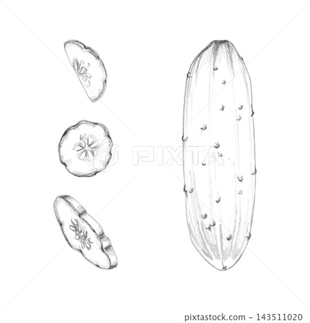 Cucumber slices, zucchini gourd, fresh garden vegetable illustrated with fine pencil texture. Gardening books, greenhouse education, horticultural manuals, seasonal produce guides, farming resources Cucumber slices, zucchini gourd, fresh garden vegetable illustrated with fine pencil texture. Gardening books, greenhouse education, horticultural manuals, seasonal produce guides, farming resources 143511020