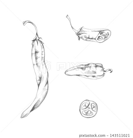 Chili pepper spicy capsicum fruit, jalapeno or cayenne full, half and slice. Hand drawn pencil illustration, natural graphite shading. World cuisine, gardening manuals, crop identification resources Chili pepper spicy capsicum fruit, jalapeno or cayenne full, half and slice. Hand drawn pencil illustration, natural graphite shading. World cuisine, gardening manuals, crop identification resources 143511021