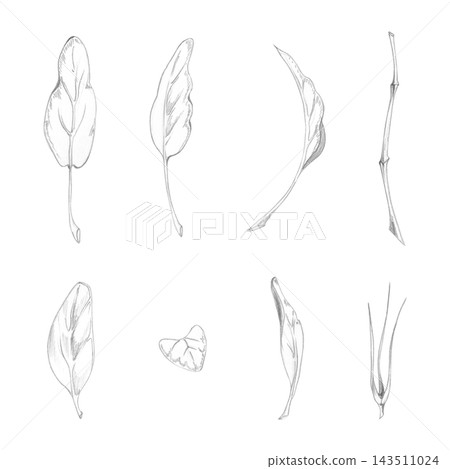 Spinach, kale salad, sage and oregano, edible plants leaves hand drawn in pencil. Botanical clipart for vegetable growing guides, homesteading publications, seasonal gardening magazines, seed guides Spinach, kale salad, sage and oregano, edible plants leaves hand drawn in pencil. Botanical clipart for vegetable growing guides, homesteading publications, seasonal gardening magazines, seed guides 143511024