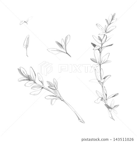 Thyme, savory and purslane Mediterranean herbs, delicate stems and textured foliage. Botanical illustration hand drawn in pencil. Drought-tolerant plants gardening guides, regional cuisine books 143511026