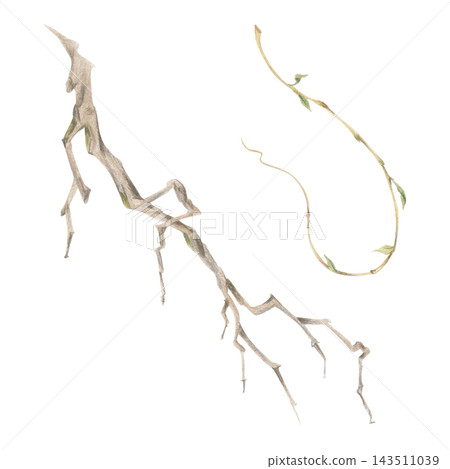 Botanical branch, curling tendril shoot with natural growth habit and elegant form. Watercolor illustration hand drawn in crayon pencil. Educational resources, pattern development, branding materials. Botanical branch, curling tendril shoot with natural growth habit and elegant form. Watercolor illustration hand drawn in crayon pencil. Educational resources, pattern development, branding materials. 143511039