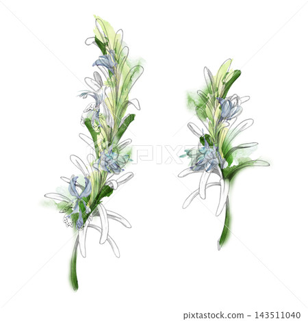 Rosemary, lavender or savory fragrant Mediterranean herbs, flowering aromatic plants, culinary seasonings fine foliage. Isolated pencil and watercolor hand drawn illustration. Wellness, aromatherapy Rosemary, lavender or savory fragrant Mediterranean herbs, flowering aromatic plants, culinary seasonings fine foliage. Isolated pencil and watercolor hand drawn illustration. Wellness, aromatherapy 143511040