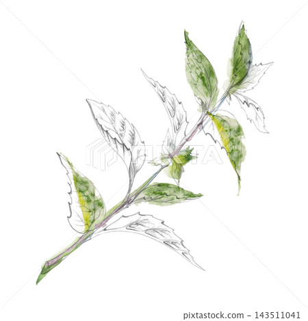 Nettle, catnip medicinal garden plants, hyssop, mint and salvia wild aromatic herbs, traditional healing botanicals. Isolated pencil and watercolor hand drawn illustration. Herbalism natural remedies Nettle, catnip medicinal garden plants, hyssop, mint and salvia wild aromatic herbs, traditional healing botanicals. Isolated pencil and watercolor hand drawn illustration. Herbalism natural remedies 143511041