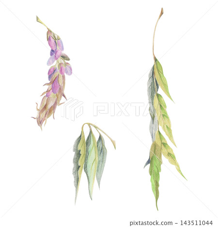 Compound feathered wisteria, varnish tree, laurel bay leaves, snowbell bush, spindle, privet leaflets stalk, opening bud, ornamental vine foliage. Watercolor illustration hand drawn in crayon pencil. Compound feathered wisteria, varnish tree, laurel bay leaves, snowbell bush, spindle, privet leaflets stalk, opening bud, ornamental vine foliage. Watercolor illustration hand drawn in crayon pencil. 143511044