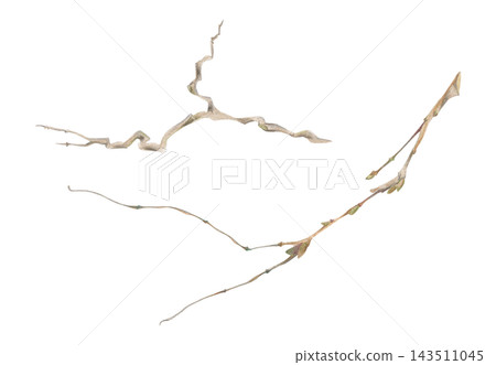 Twisted old tree, bush branch, graceful climbing vines and fresh creeping tendrils. Watercolor plant illustration hand drawn in crayon pencil. Botanical planner design, nature research books, journals 143511045