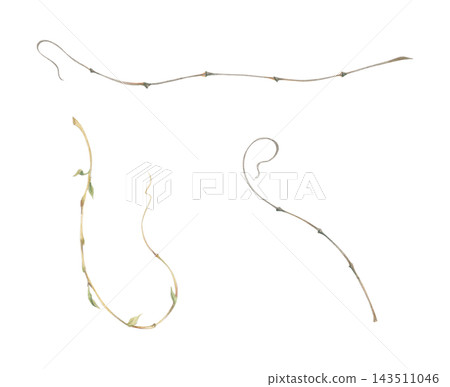 Delicate climbing plant tendrils, graceful spiral shapes, natural arabesque. Watercolor hand drawn crayon pencil illustration. Botanical design elements, garden graphics, decorative borders, dividers Delicate climbing plant tendrils, graceful spiral shapes, natural arabesque. Watercolor hand drawn crayon pencil illustration. Botanical design elements, garden graphics, decorative borders, dividers 143511046