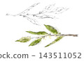 Bay laurel, olive, citrus tree plant, myrtle leaves on branch. Hand drawn pencil botanical illustration. Herbal food preservation guides, Mediterranean recipe collections, educational wall charts. 143511052