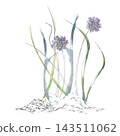 Chives flowers, lemongrass, onion and saffron culinary herbs, edible allium plants. Premium spice ingredients with slender leaf blades. Isolated pencil and watercolor hand drawn illustration. 143511062