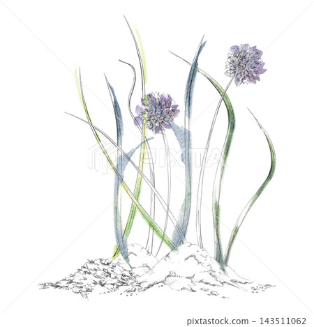 Chives flowers, lemongrass, onion and saffron culinary herbs, edible allium plants. Premium spice ingredients with slender leaf blades. Isolated pencil and watercolor hand drawn illustration. Chives flowers, lemongrass, onion and saffron culinary herbs, edible allium plants. Premium spice ingredients with slender leaf blades. Isolated pencil and watercolor hand drawn illustration. 143511062
