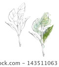 Sage, oregano or marjoram fragrant kitchen herbs foliage. Hand drawn pencil botanical illustration. Herb garden planners, horticultural publications, seasonal planting calendars, gardening workshops 143511063
