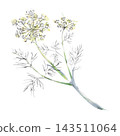 Dill, verbena flowering medicinal herbs, yarrow, Cosmos and chamomile wild garden plants. Isolated pencil and watercolor hand drawn illustration. Gardening magazines, ecological projects, home decor 143511064