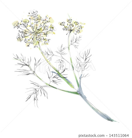 Dill, verbena flowering medicinal herbs, yarrow, Cosmos and chamomile wild garden plants. Isolated pencil and watercolor hand drawn illustration. Gardening magazines, ecological projects, home decor 143511064
