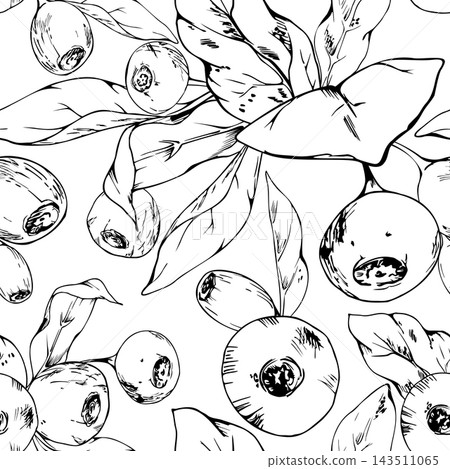 Seamless pattern of huckleberry, bilberry berries, blueberries. Dense clusters of ripe forest fruit, leaves rosettes. Isolated illustration hand drawn in vector ink. Foraging manuals, hiking journals Seamless pattern of huckleberry, bilberry berries, blueberries. Dense clusters of ripe forest fruit, leaves rosettes. Isolated illustration hand drawn in vector ink. Foraging manuals, hiking journals 143511065