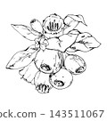 Woodland bilberry, huckleberry berry rosette of ripening fruit, bell blossoms, foliage. Isolated illustration hand drawn in vector ink. Seasonal calendars, phenology studies, environmental education 143511067