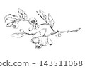 Detailed huckleberry, forest bilberry shrub. Flowering twigs, mature berries, leafy branch. Illustration hand drawn in vector ink. Woodland conservation, ecological restoration, forestry publications 143511068
