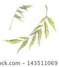 Fresh green wisteria, ash tree, wing-nut, rowan foliage, sumac leaves, long feathered leaflets stalk. Watercolor botanical illustration hand drawn in crayon pencil. Sketchbook covers, nature graphics 143511069