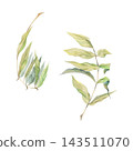 Wisteria, laburnum, locust tree elongated feathered leaves on thin stem. Watercolor illustration hand drawn in crayon pencil. Garden publications, educational poster materials, florist shop display 143511070