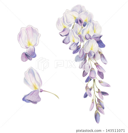 Cascading purple wisteria glycine raceme, single flowers close-up in detailed botanical style hand drawn in crayon pencil. Floral branding, wedding invitations, travel materials, real estate brochures Cascading purple wisteria glycine raceme, single flowers close-up in detailed botanical style hand drawn in crayon pencil. Floral branding, wedding invitations, travel materials, real estate brochures 143511071