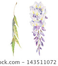 Elegant hanging wisteria blossoms cluster, feathered leaves branch. Watercolor botanical illustration hand drawn in crayon colored pencil. Garden publications, bath products, home fragrance packaging 143511072