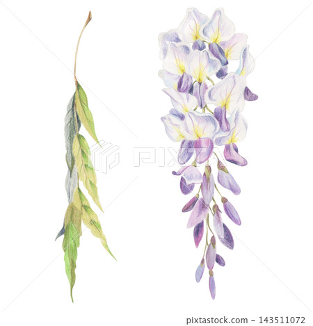 Elegant hanging wisteria blossoms cluster, feathered leaves branch. Watercolor botanical illustration hand drawn in crayon colored pencil. Garden publications, bath products, home fragrance packaging Elegant hanging wisteria blossoms cluster, feathered leaves branch. Watercolor botanical illustration hand drawn in crayon colored pencil. Garden publications, bath products, home fragrance packaging 143511072