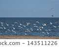 Flock of Seagulls Flying Above Sea with Blue Sky Copy Space 143511226