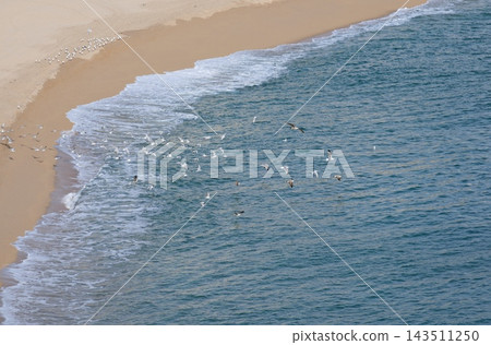 Flock of Seagulls Flying Over Mediterranean Beach and Sea Flock of Seagulls Flying Over Mediterranean Beach and Sea 143511250