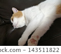 Sleeping tortoiseshell cat 143511822