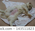 Cat after surgery 143511823